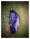 Dead crow